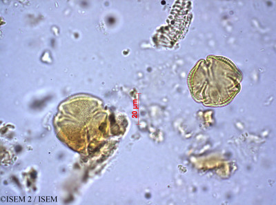 ISEM 2/Crocoxylon_croceum_18674/Crocoxylon_croceum_18674_0001(copy)_thumb.jpg